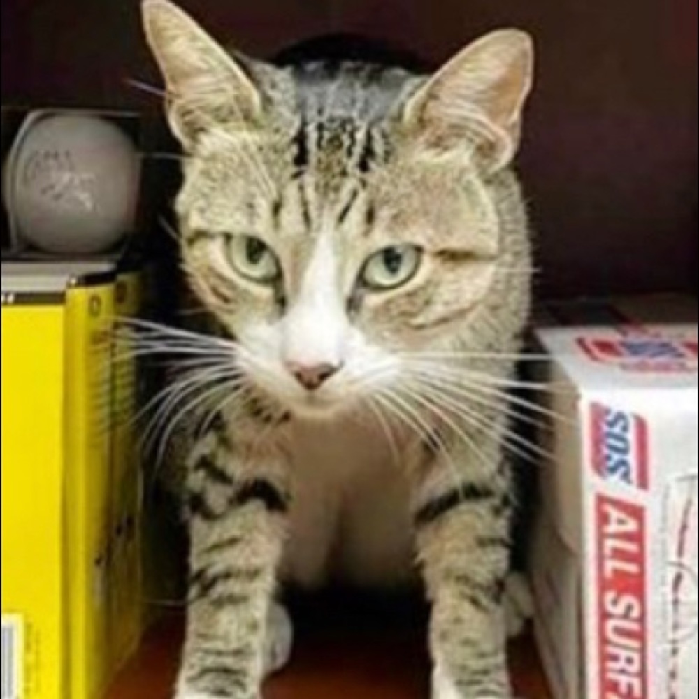 Meet your Posher, Oliver